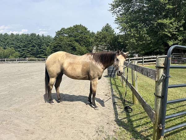 14-hand-quarter-horse