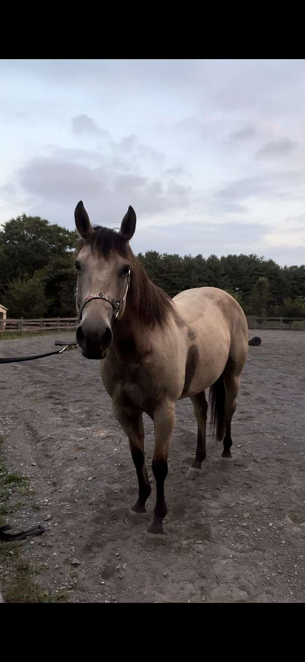 buckskin-quarter-horse