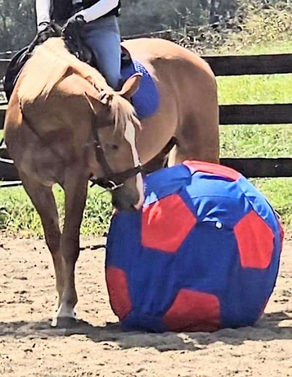 attention-haflinger-horse