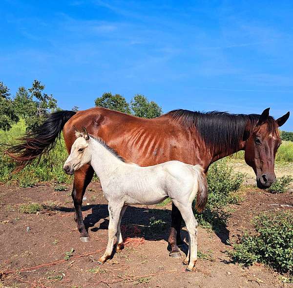 quarter-horse-colt