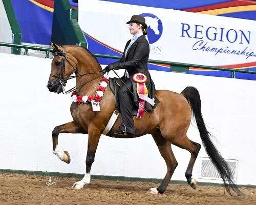 champion-arabian-horse