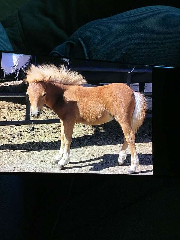 dawn-miniature-horse