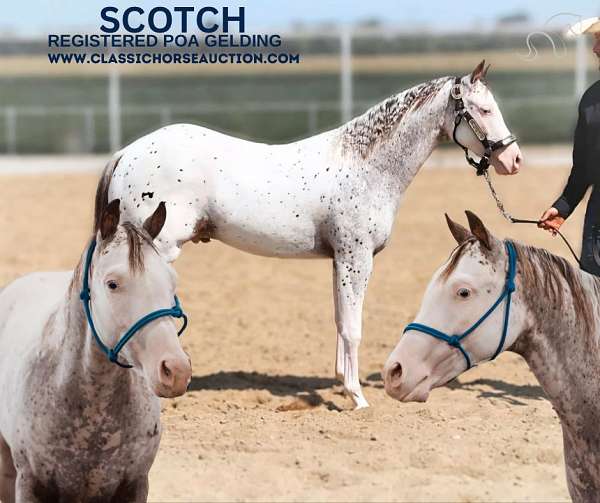 white-spots-app-horse