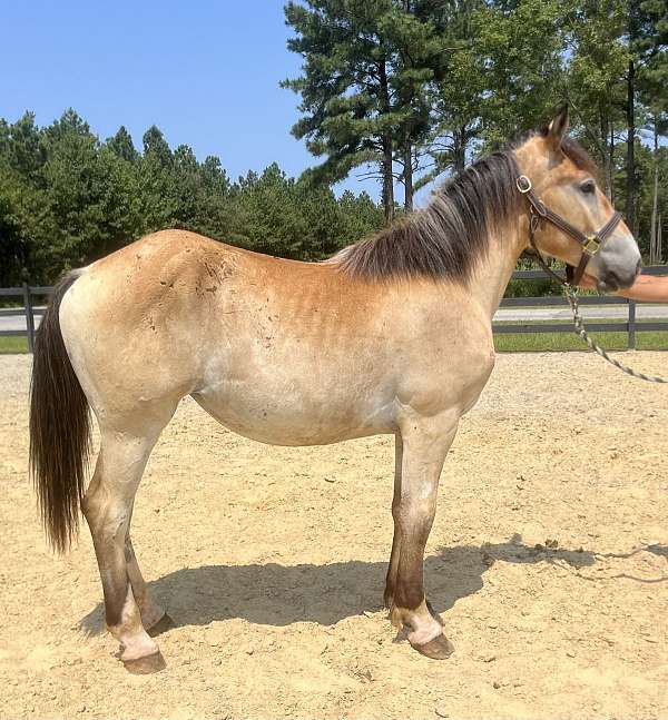 dun-belgian-mare