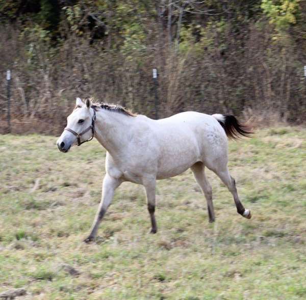 all-around-appaloosa-horse