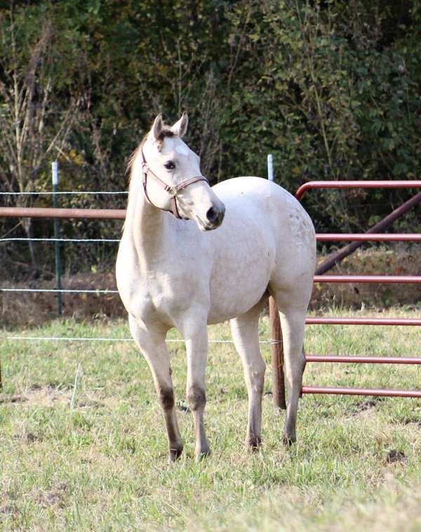 athletic-appaloosa-horse