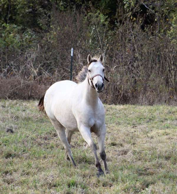 breeding-appaloosa-horse