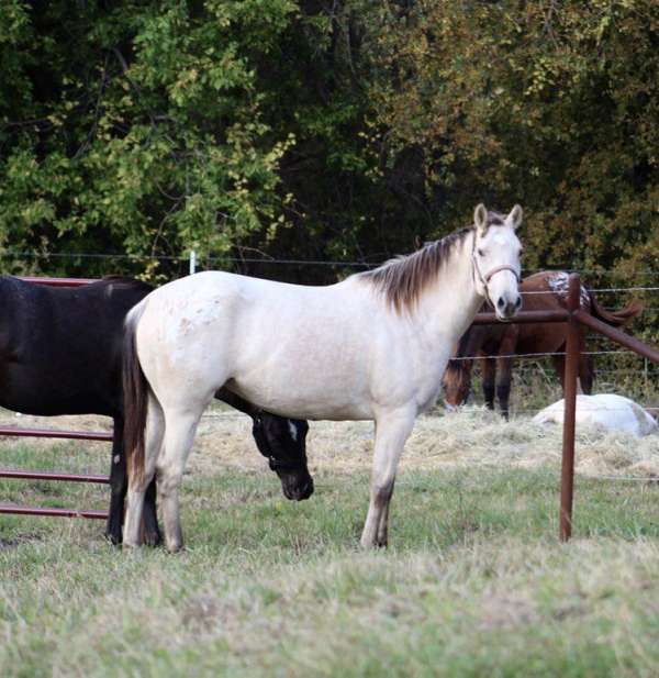 cowboy-mounted-shooting-appaloosa-horse