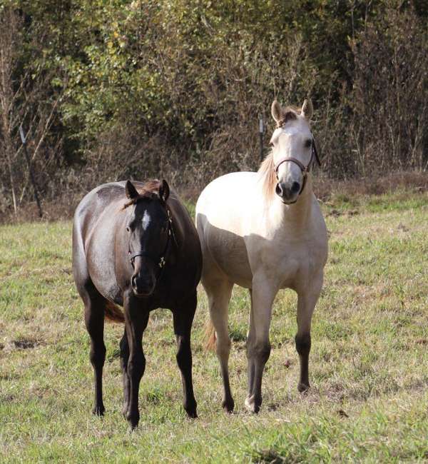 flashy-appaloosa-horse