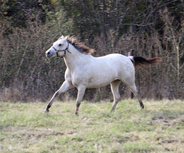 mounted-patrol-appaloosa-horse