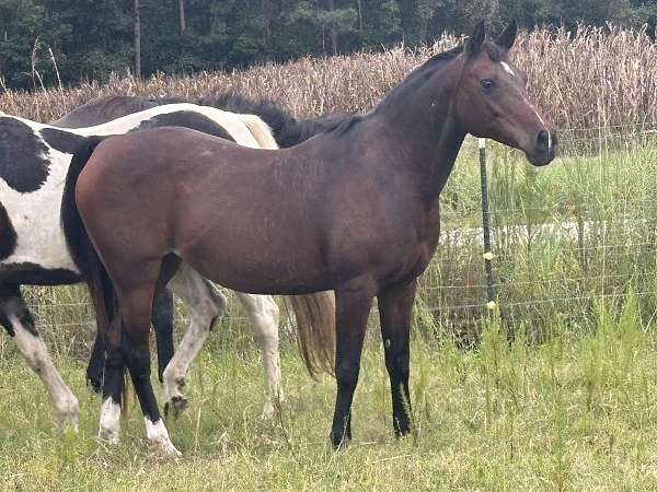 quarter-horse-mare