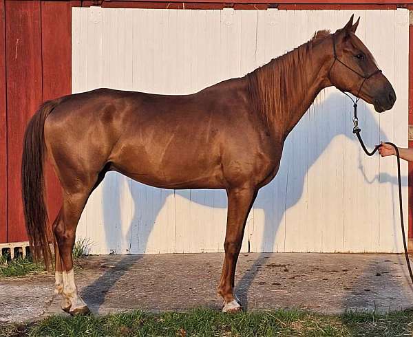 aha-standardbred-gelding