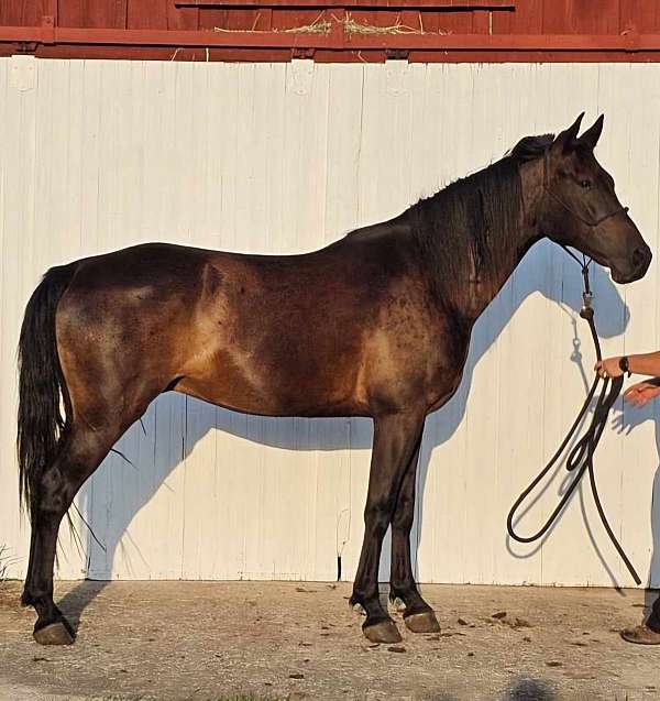 half-arabian-gelding