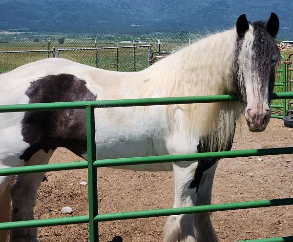 athletic-trail-mare-broodmare