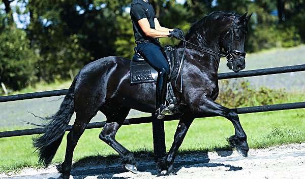 black-none-horse