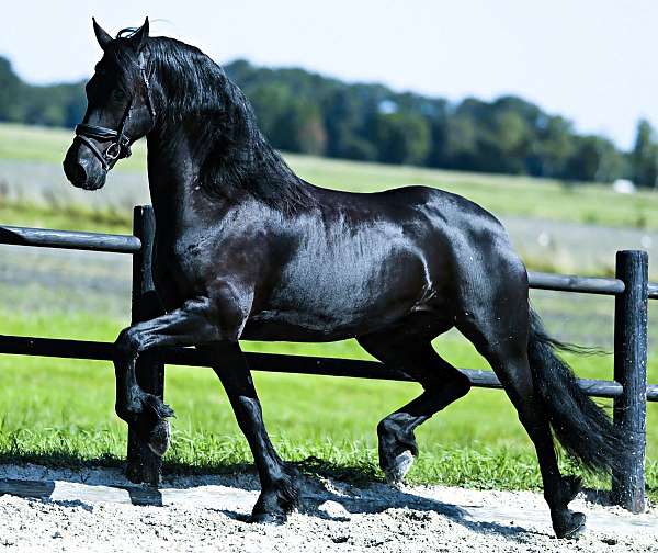 friesian-horse