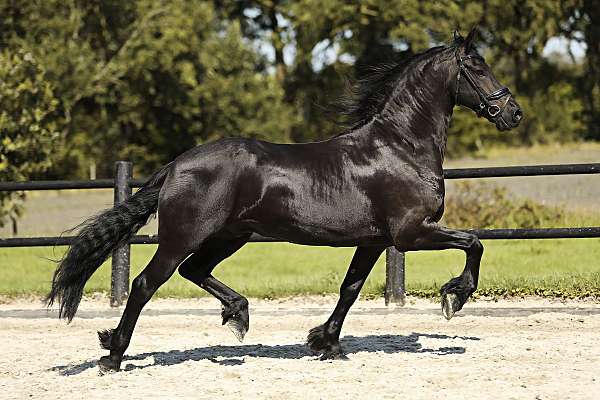 friesians-horse