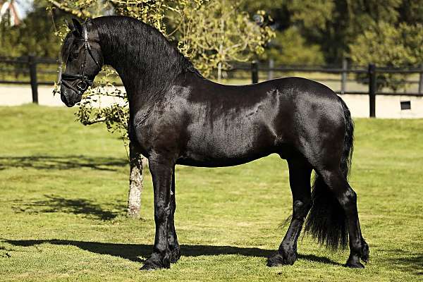 friesian-horses