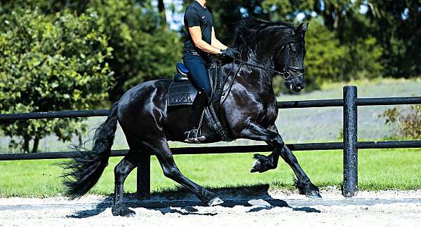 f-riesians-for-sale-friesian-horse