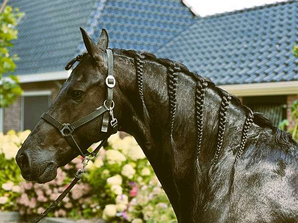 friesian-dressage-horse