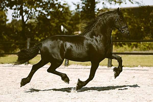 friesian-sporthorse-horse