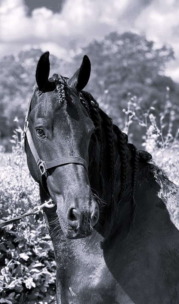 friesian-stallion-horse