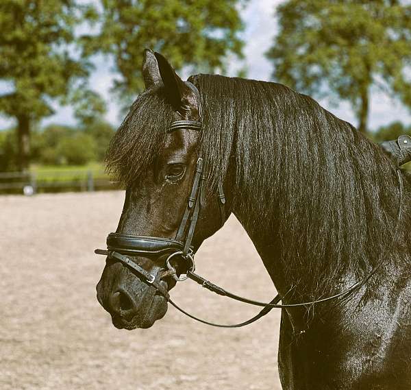 friesian-gelding-horse