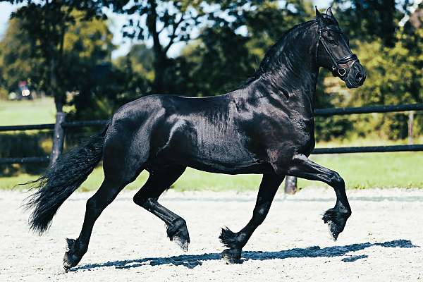 friesian-filly-horse