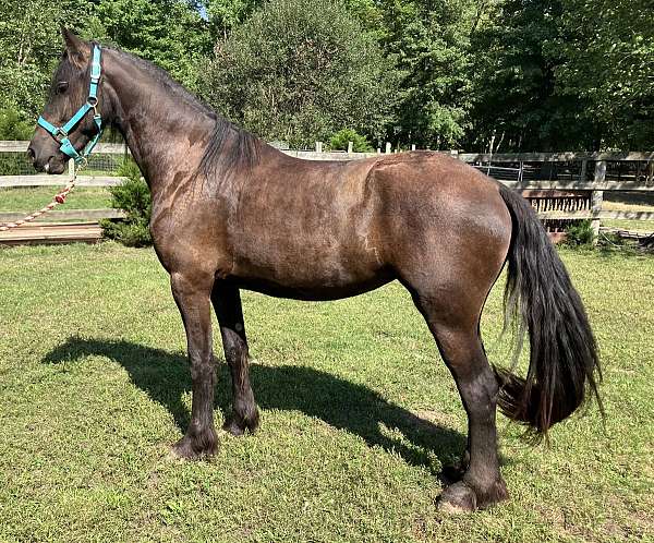 friesian-horse-for-sale