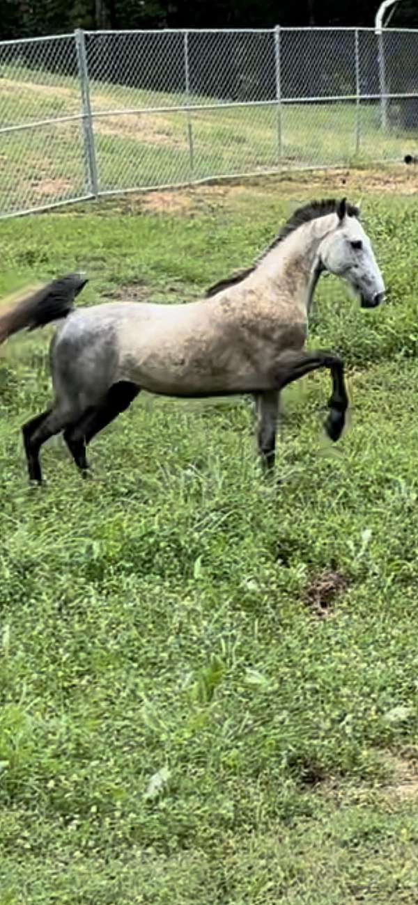 saddlebred-horse-for-sale