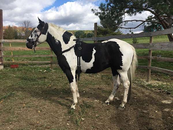 show-trained-paint-horse