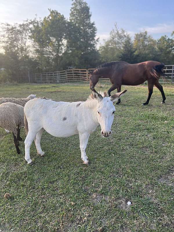 white-halter-donkey