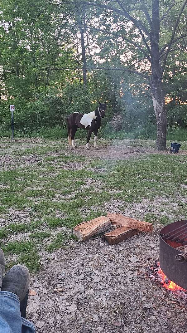 missouri-fox-trotter-mare