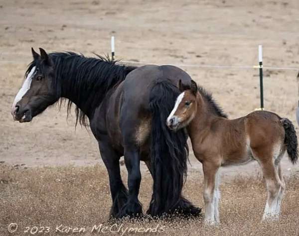 gypsy-vanner-mare