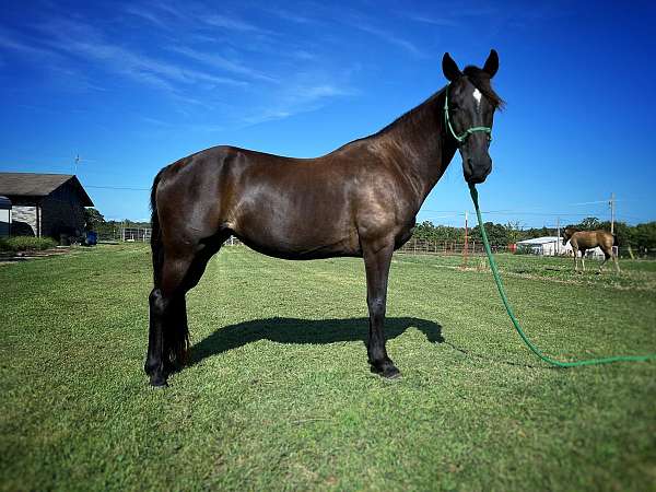 experienced-trail-horse-tennessee-walking