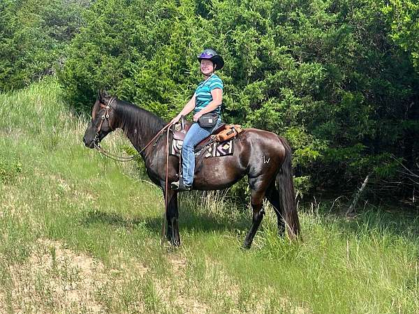 exca-tennessee-walking-horse