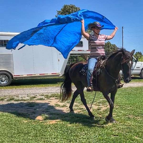 competed-tennessee-walking-horse