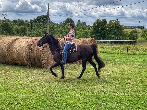 saddle-rack-tennessee-walking-horse