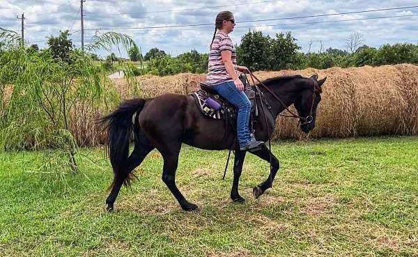 sports-tennessee-walking-horse