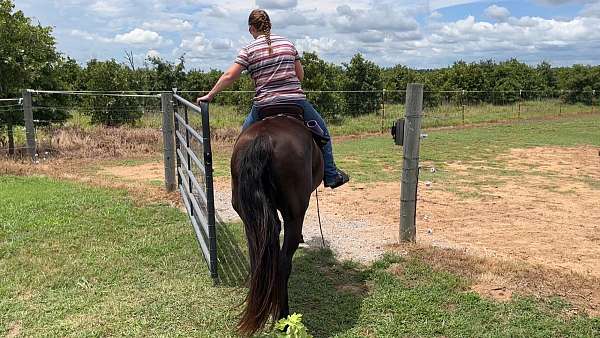 supreme-tennessee-walking-horse