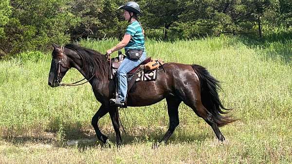 trail-sports-tennessee-walking-horse