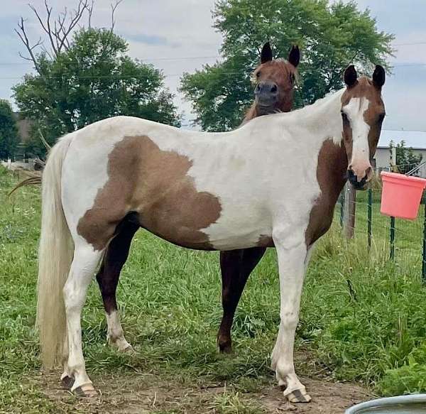 white-tan-paint-horse