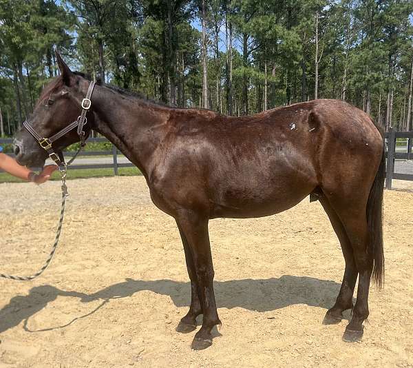 black-quarter-horse-gelding