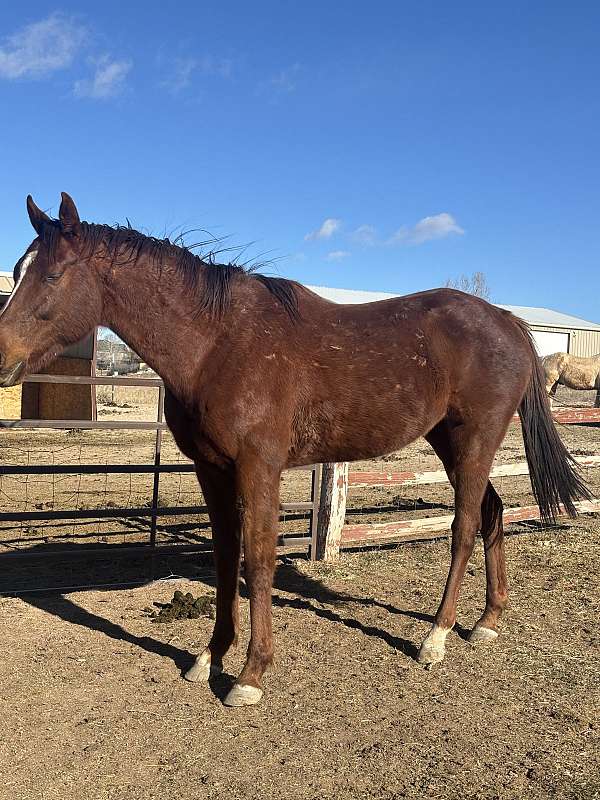 chestnut-thoroughbred-horse