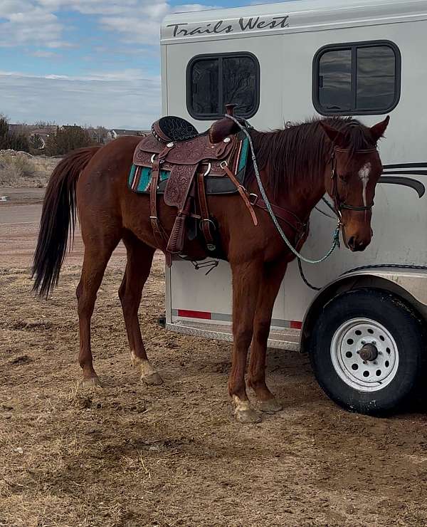 chestnut-thoroughbred-horse