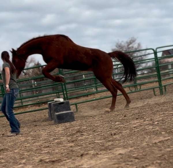 jockey-club-thoroughbred-horse