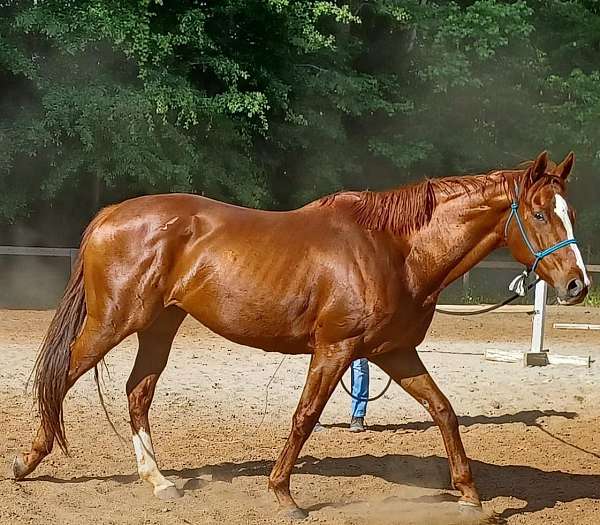 affordable-thoroughbred-horse