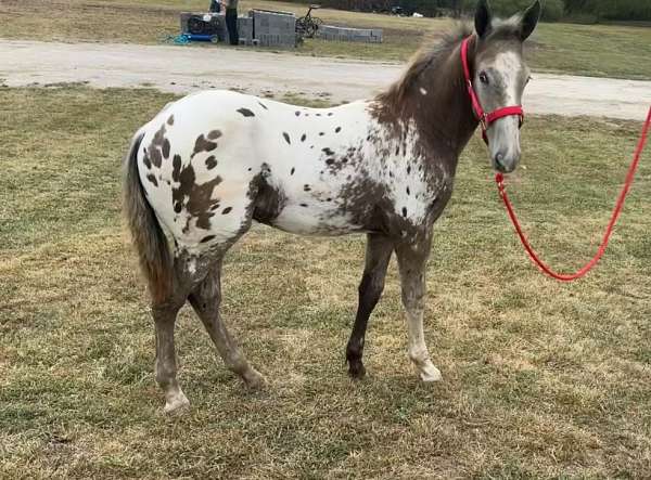 cross-stallion-appaloosa-belgian-horse