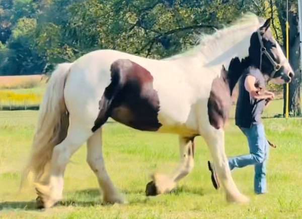 gypsy-vanner-horse