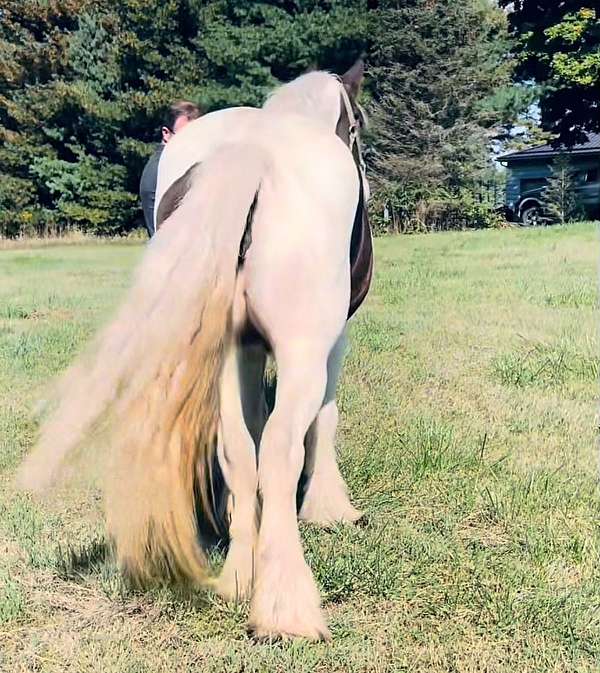 gypsy-vanner-horse-for-sale